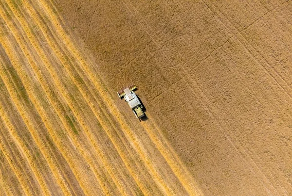 Tarlada buğday, buğday, buğday ve çiftçiliğin birleşimiyle manzara