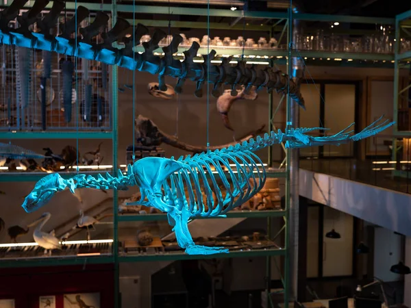 Hollanda, Leiden 'daki Ulusal Antikalar Müzesi' nde bir hayvan iskeleti.