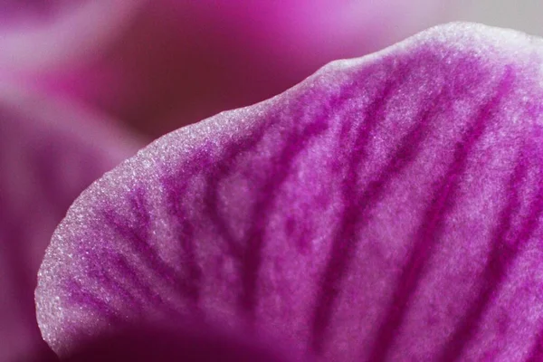 Macro Shot Purple Moth Orchids Petal — Stock Photo, Image