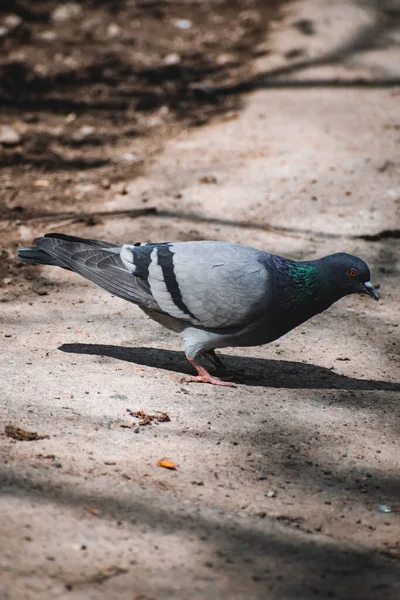 Vertical Shot Colorful Pigeon Street Blurred Background — Stock Photo, Image