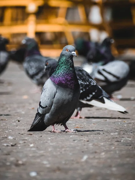 Plan Vertical Pigeon Gris Sur Parc Avec Fond Flou Groupe — Photo