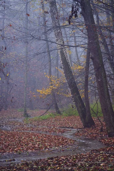 Bellissimo Paesaggio Alberi Autunnali Una Foresta Nebbiosa — Foto Stock