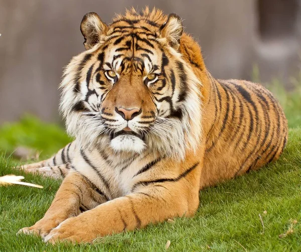 Gros Plan Tigre Dans Zoo — Photo