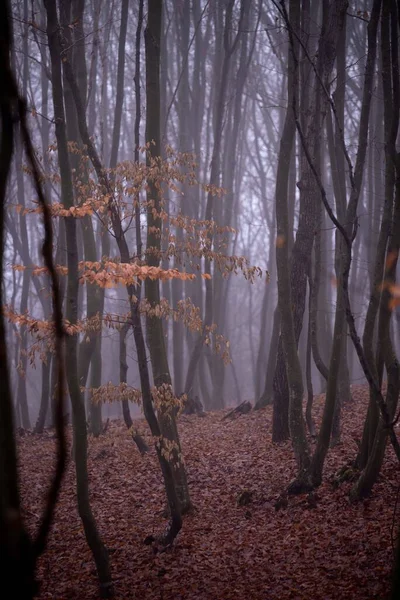 Egy Függőleges Lövés Ködös Őszi Erdő — Stock Fotó