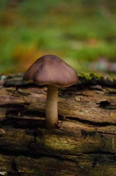 Wilder Brauner Pilz Auf Dem Umgestürzten Baumstamm — Stockfoto