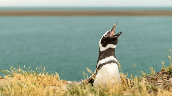 Een Closeup Van Een Humboldt Pinguïn Een Kustlijn — Stockfoto