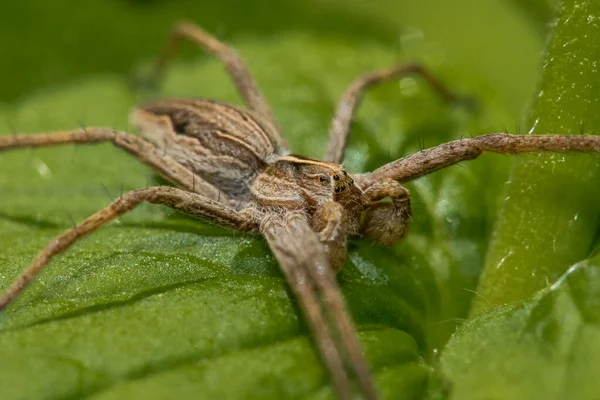 Yeşil bir bitkinin üzerinde büyük kahverengi bir kurt örümceğin yakın plan çekimi.