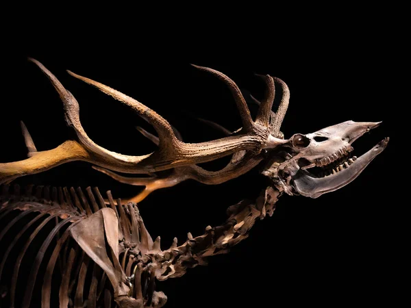 Prehistoryczny Szkielet Zwierzęcy Narodowym Muzeum Starożytności Leiden Holandia — Zdjęcie stockowe