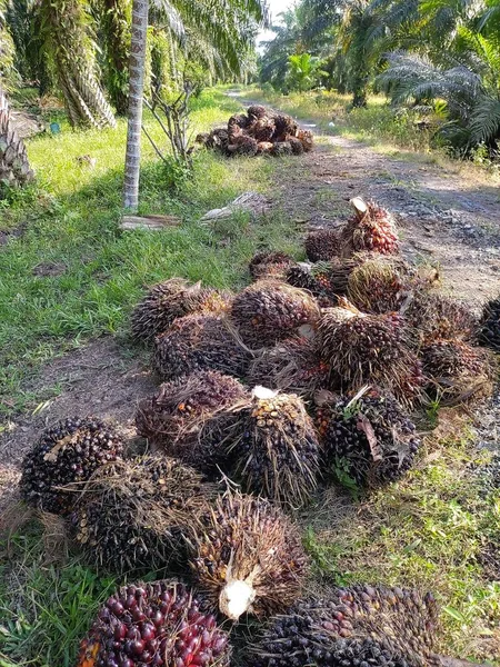 Hurma yığını toplandıktan sonra yol kenarına yığılmış, tahsildara nakledilmeyi bekliyor, sonra da fabrikaya gönderiliyor..