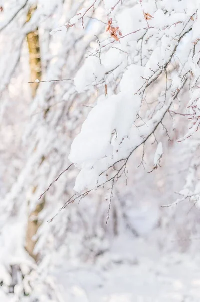 Vertikální Záběr Větví Pokrytých Sněhem — Stock fotografie