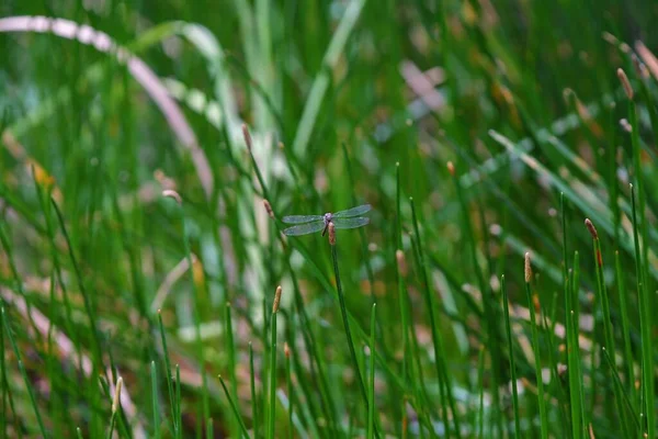 Plan Peu Profond Une Libellule Volant Dessus Plantes Vertes Dans — Photo