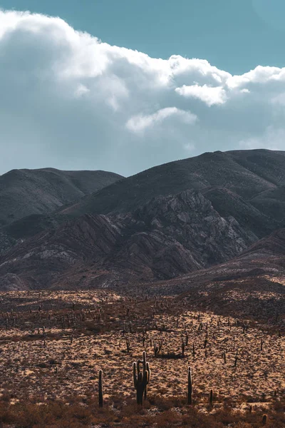 Una Hermosa Vista Campo Con Cactus Día Soleado — Foto de Stock