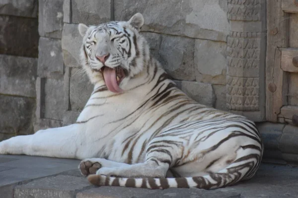 A white Bengal tiger laying on stone floor in the park looking  and stick his tongue out