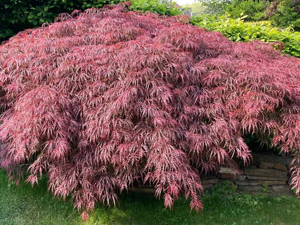 Een Prachtig Shot Van Een Japanse Esdoorn Groeiend Tuin — Stockfoto