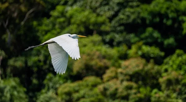 Primer Plano Una Cigüeña Blanca Volando Con Sus Alas Abiertas — Foto de Stock