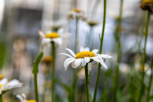 Close Shot Daisy Blur Other Daisies — Stock Photo, Image