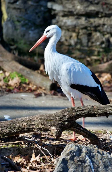 白鹤的垂直镜头 西科尼亚海燕 — 图库照片
