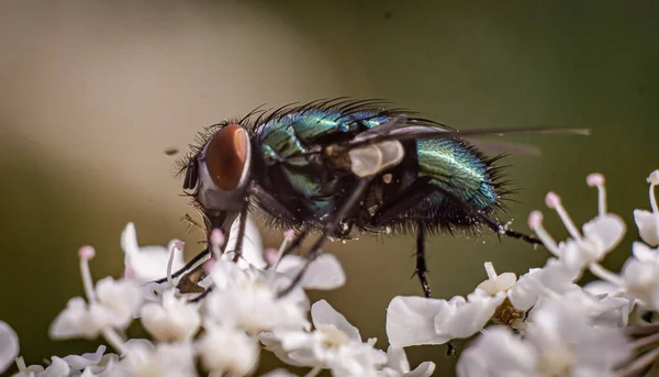 Colpo Macro Una Mosca Fiore Bianco — Foto Stock