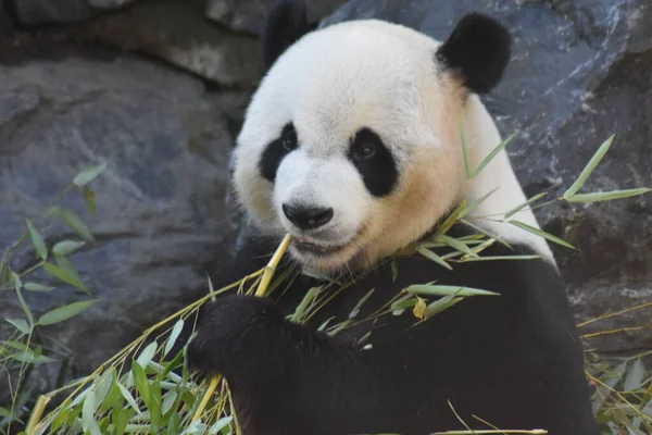Zbliżenie Ujęcie Wielkiej Pandy Jedzącej Bambusowe Rośliny Lesie — Zdjęcie stockowe
