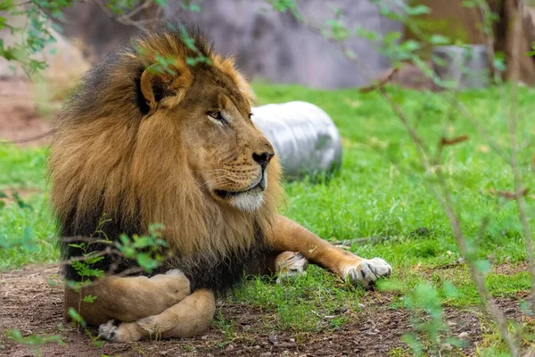 Tiro Leão Descansando Natureza — Fotografia de Stock