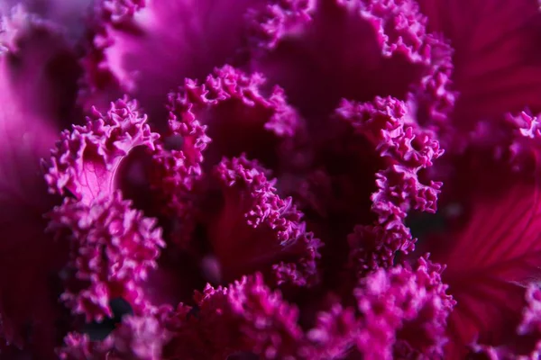 대낮에 분홍빛 양배추를 매크로 — 스톡 사진