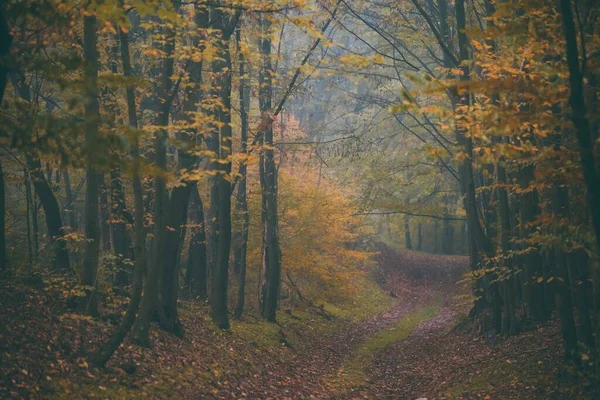 Caminho Vazio Entre Troncos Árvores Altas Com Folhas Coloridas Outono — Fotografia de Stock