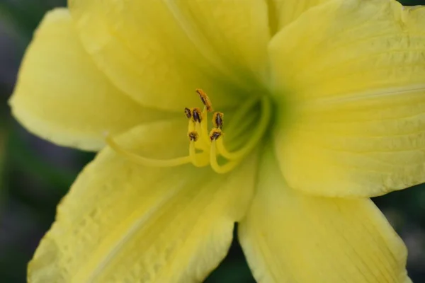 Una Macro Toma Una Flor Amarilla Día —  Fotos de Stock