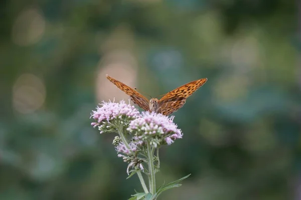 银白色的弗里斯兰 Argynnis Paphia 栖息在花朵上 — 图库照片