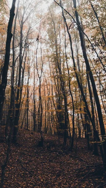 Tiro Vertical Uma Floresta Com Árvores Altas Finas Dia Outono — Fotografia de Stock
