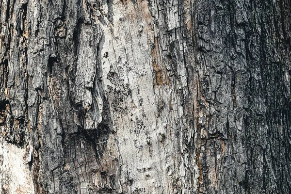 Крупный План Деревянной Текстуры Дерева — стоковое фото
