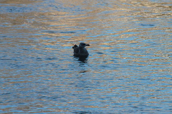 Plan Rapproché Une Mouette Nageant Dans Tibre Coucher Soleil Rome — Photo