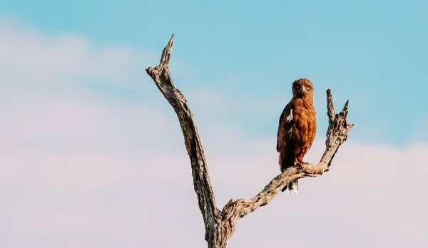 Hermoso Tiro Águila Posada Una Rama Contra Cielo — Foto de Stock