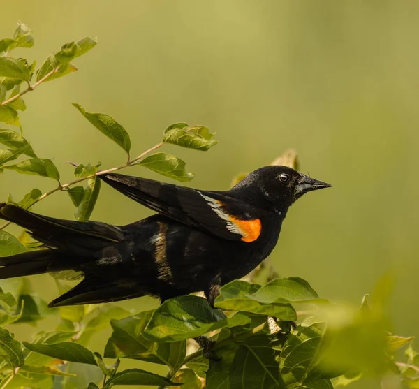 Kırmızı kanatlı bir karatavuğun seçici odağı yeşil yapraklı küçük bir dala tünemişti.