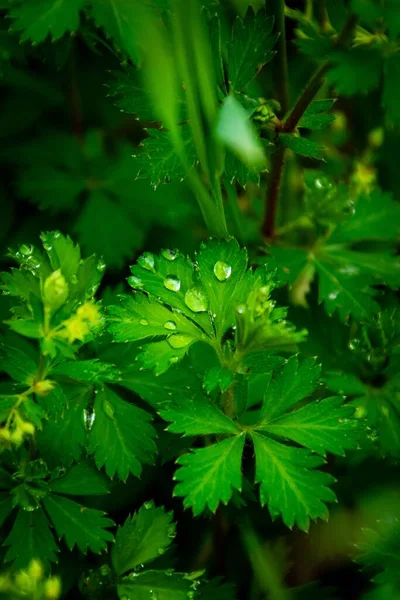 Eine Vertikale Nahaufnahme Von Gartenpetersilie Petroselinum Crispum Mit Wassertropfen — Stockfoto