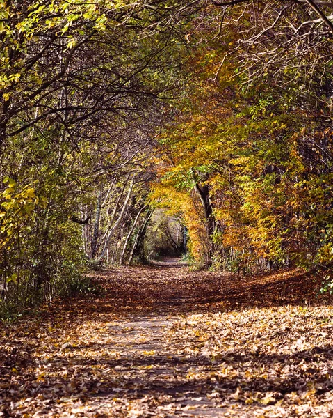 Veduta Sentiero Parco Con Alberi Autunnali — Foto Stock