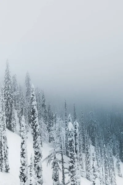 Plan Vertical Une Belle Forêt Hiver — Photo