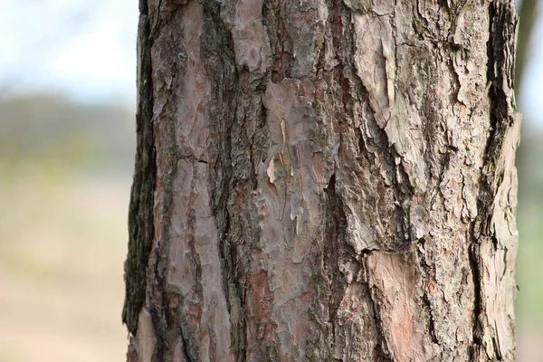 Tiro Foco Raso Textura Madeira Uma Casca Árvore — Fotografia de Stock