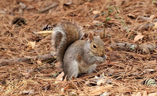 Gros Plan Petit Écureuil Brun Debout Sur Sol Herbeux — Photo