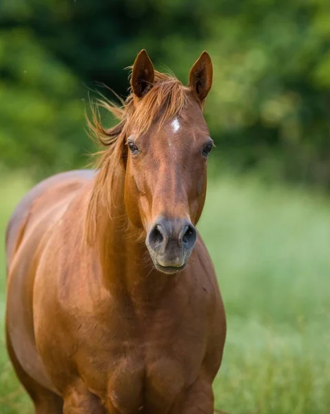 Brun Häst Springer Fältet — Stockfoto