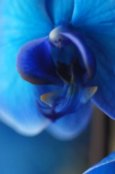 Κοντινή Φωτογραφία Του Μπλε Λουλουδιού — Φωτογραφία Αρχείου