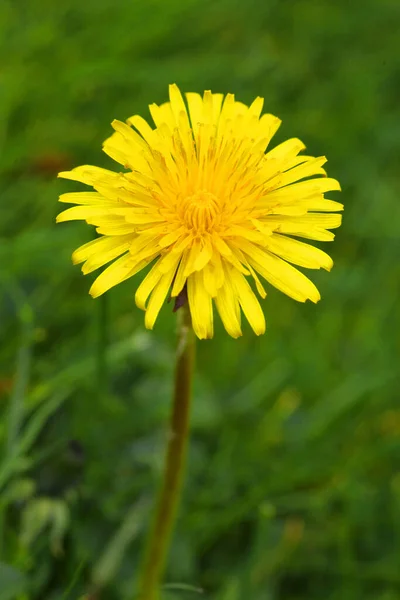 Κάθετη Κοντινή Φωτογραφία Από Κίτρινο Λουλούδι Πικραλίδας — Φωτογραφία Αρχείου