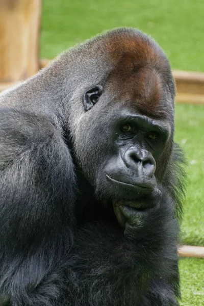 Primer Plano Del Gorila Negro Descansando Sobre Césped Verde Parque —  Fotos de Stock