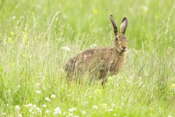 Watchful Brown Hare Grass Field — Stock Photo, Image