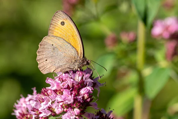 Närbild Bild Bild Meadow Brown Fjäril Sitter Blomma Med Suddig — Stockfoto