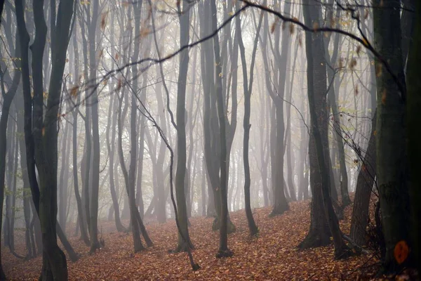 Őszi Fák Gyönyörű Tája Egy Ködös Erdőben — Stock Fotó