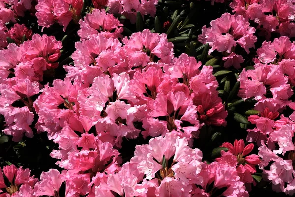 Красивый Снимок Кучи Розовых Азалий — стоковое фото