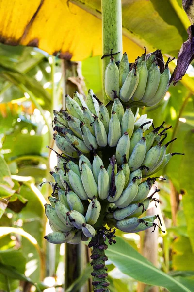 Vertical Shot Banana Tree Park Naples Florida — Stock Photo, Image