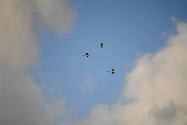 浅蓝色多云的天空 有飞舞的鹦鹉 — 图库照片