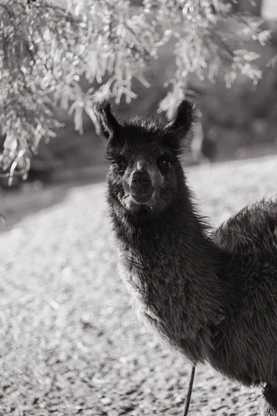 Grayscale Cute Llama Farm Sunny Day — Stock Photo, Image