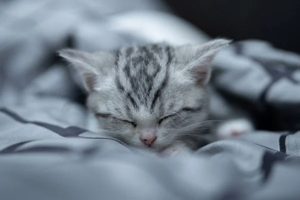 Close Pequeno Gatinho Cinza Deitado Dormindo — Fotografia de Stock